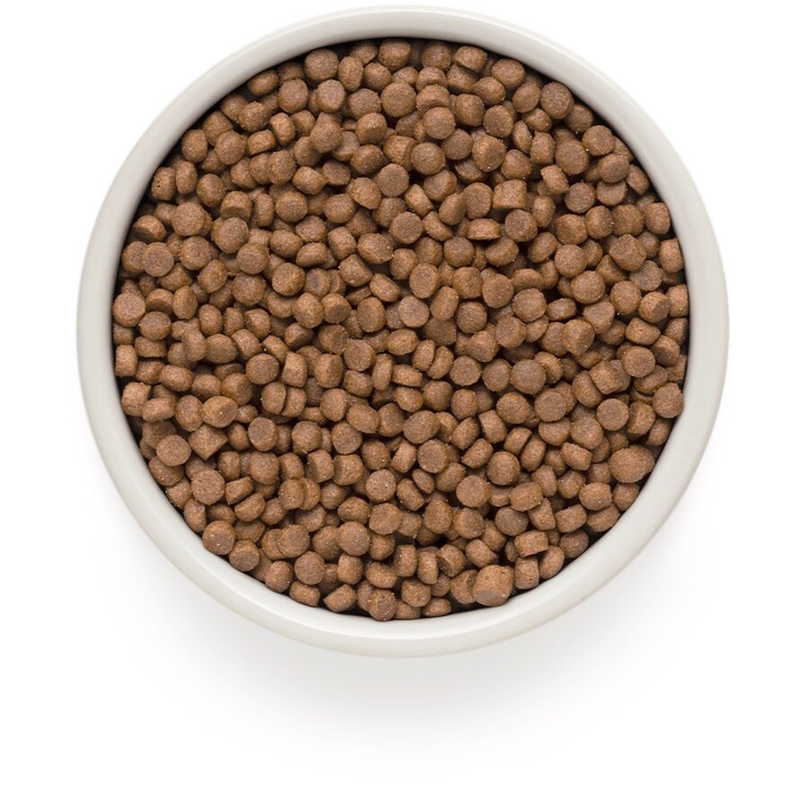 Cat 4 Meat Adult Sterilized