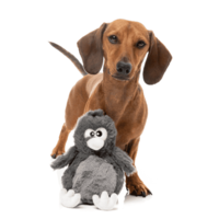 Halloween Danny Devicrow