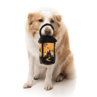 Halloween Eerie Light Up Lantern