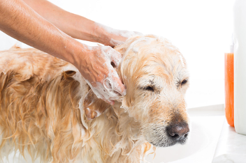 Castile Soap Pet Shampoo