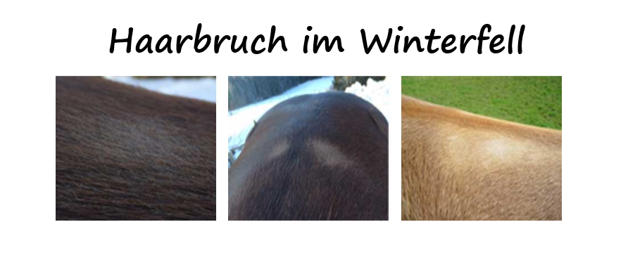 Haarbruch in der Sattellage