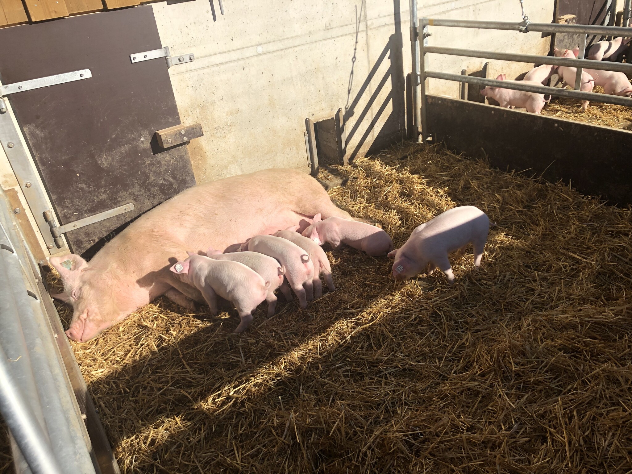 Biomuttersau und Ferkel fühlen sich Sauwohl