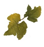 Novritsch Novritsch Leaf Camo – LC1 - Lime