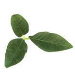 Novritsch Novritsch Leaf Camo – LC3 - Pine