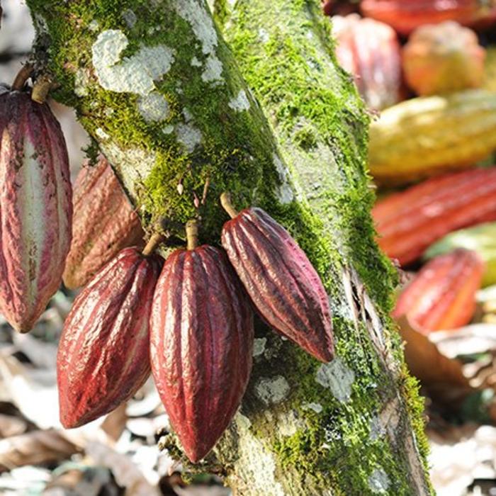 - Nicht alkalisiertes 100% Kakaopulver mit 20/24% Fettgehalt – Colombian Origin, 1kg