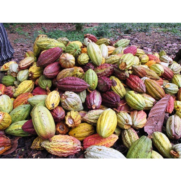 - ORGANIC 85% COCOA dunkle Schokolade | Chocolaterie Robert Malagasy, 85g