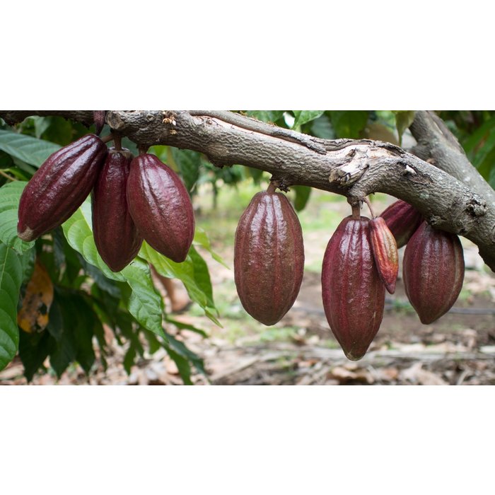 - 60% Dunkel – Erdnuss Crunch, 50g