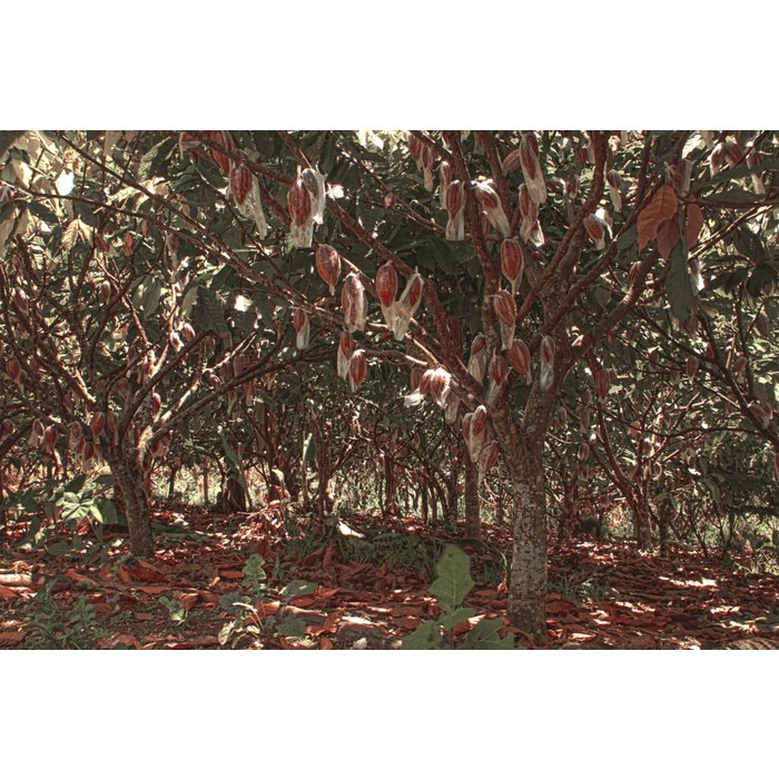 - Dunkel mit grüne Mango und Salz 65%, 45g