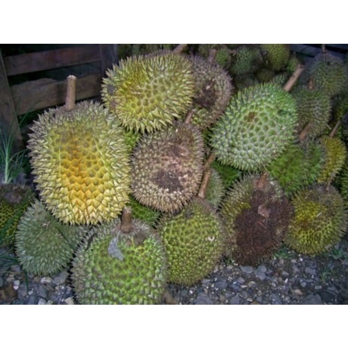 - Dunkle Milchschokolade mit Durian 61%, 50g