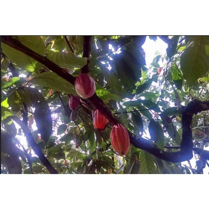 - Dunkle 75% mit dominikanischem Rum, 60g