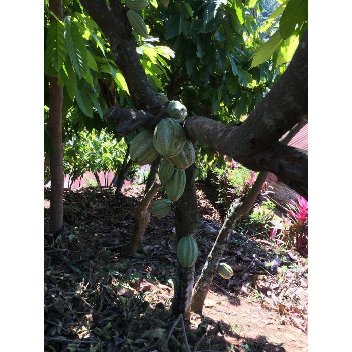 - Vollmilch Schokolade Guatemala 55% BIO, 50g