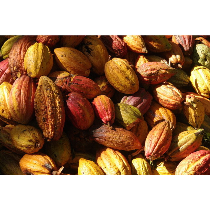 - 100% Dunkler Edel Kakao Schokolade | Chocolaterie Robert Malagasy, 75g GOLD SIEGER - Academy of Chocolate 2020