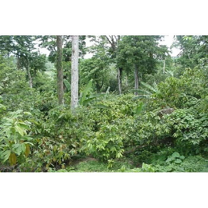 - Auserlesene Dunkelschokolade mit 80 % Kakaoanteil aus der Herkunft Öko-Caribe – intensives Aroma mit Jasmin, Kamille & Zitrone