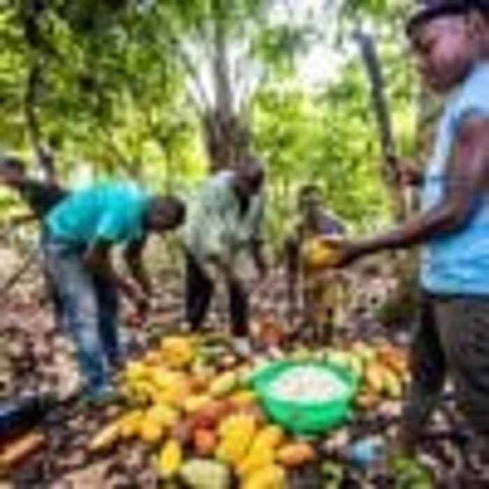 - Herkunftsschokolade aus Uganda mit 64 % Kakaoanteil – Schokolade der Marke Latitude mit fruchtigem Charakter