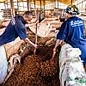 - Herkunftsschokolade aus Uganda mit 64 % Kakaoanteil – Schokolade der Marke Latitude mit fruchtigem Charakter