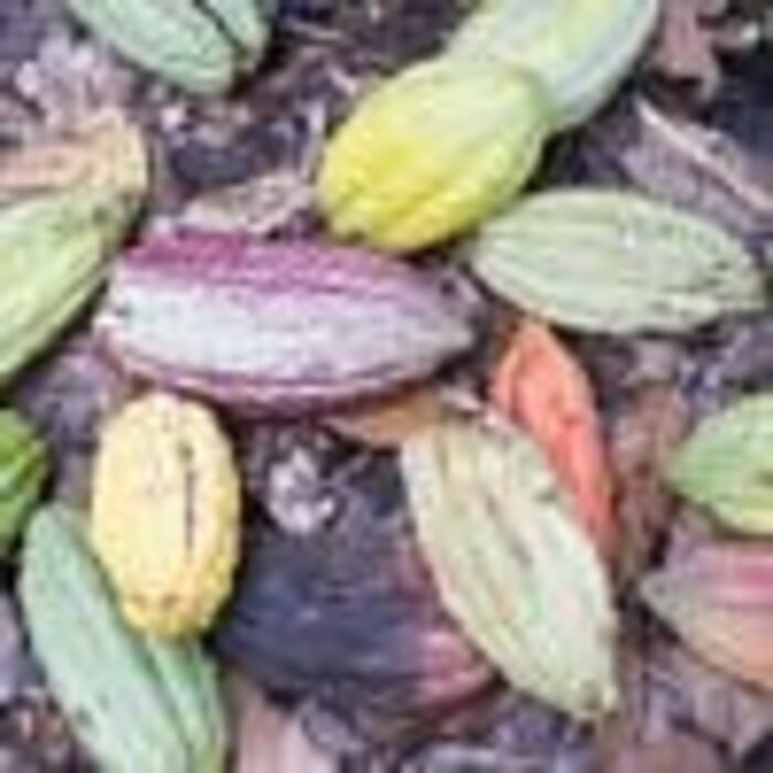 - Uganda Herkunftsschokolade von Latitude – dunkle Milch mit 49 % Kakaoanteil