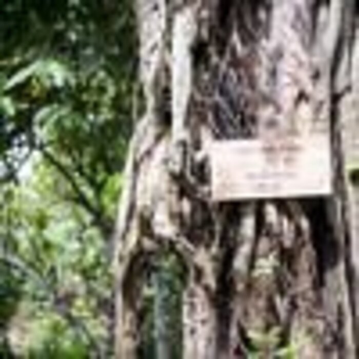 - Uganda – Latitude Weißer Karamell Schokolade mit 40 % Kakaoanteil