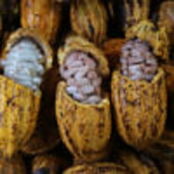 - Brasilien Acará River 81 % – Wild-Cacao Bean-to-Bar Schokolade aus dem Amazonasgebiet