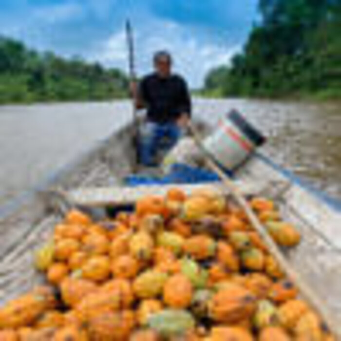 - Brasilien Acará River 81 % – Wild-Cacao Bean-to-Bar Schokolade aus dem Amazonasgebiet