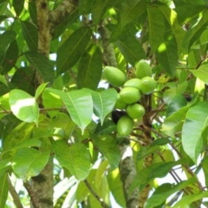 - Philippinen – Dunkle Schokolade 65 % mit schwarzem Sesam, Cashew- und Pili-Nüssen