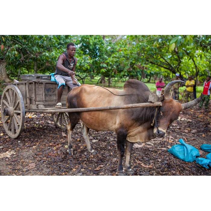 - Madagaskar Herkunftsschokolade – Roh-Schokolade von Chocolat Madagascar mit 100 % Kakaoanteil