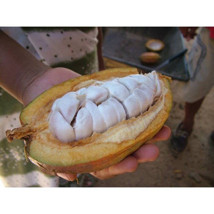 - 40% COCOA Vegan Milchschokolade "Cashew" | Chocolaterie Robert Malagasy, 85g MHD18/07/26