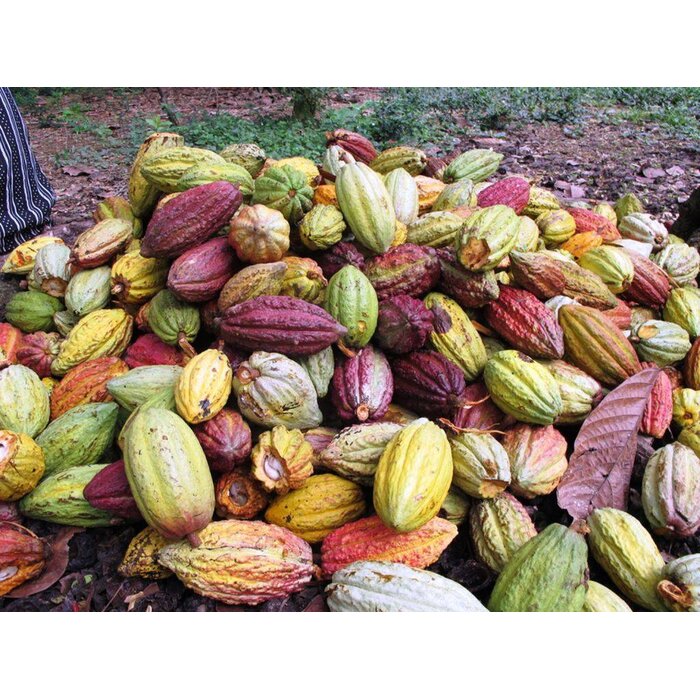 - Chocolat Madagascar Fine Dark 65 % Kakao – 10 Napolitains à 5 g, 50 g
