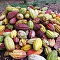- Chocolat Madagascar Fine Dark 65 % Kakao – 100 Napolitains à 5 g, 500 g