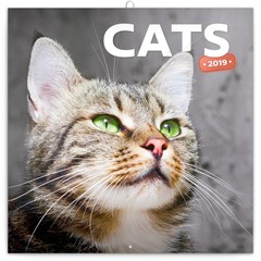 Katzen & Kätzchen Kalender 2019