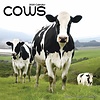 Koeien - Cows Kalender 2020