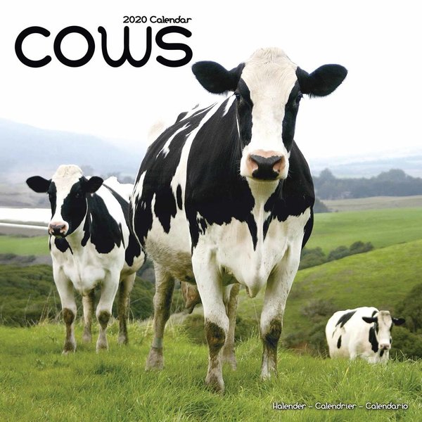 Avonside Koeien - Cows Kalender 2020