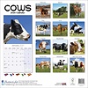 Kühe - Cows Kalender 2020