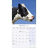 Koeien - Cows Kalender 2020