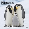 Penguins - Pinguine Kalender 2020