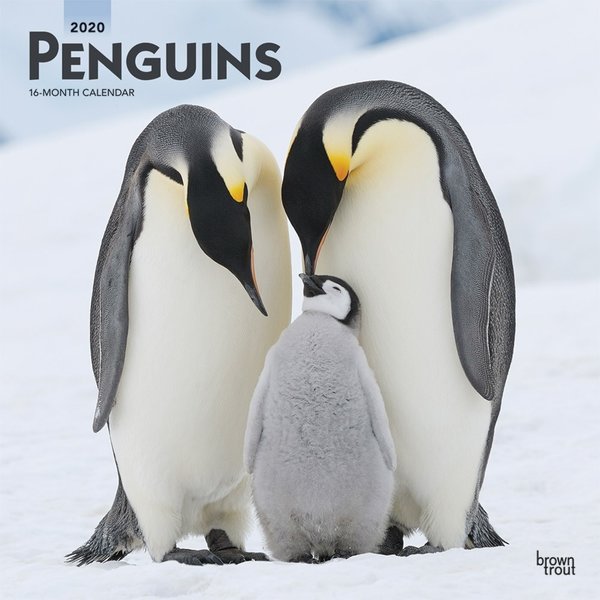 Browntrout Penguins - Pinguine Kalender 2020