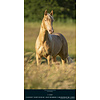 Paarden - Beautiful Horses Slimline Posterkalender 2020