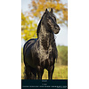 Paarden - Beautiful Horses Slimline Posterkalender 2020