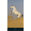 Paarden - Beautiful Horses Slimline Posterkalender 2020