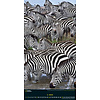 Beautiful World National Geographic Slim Posterkalender 2020