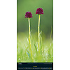 Spectacular Nature National Geographic Slimline Posterkalender 2020