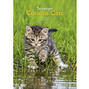 Katten - Curious Cats A3 Kalender 2020