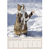 Katten - Curious Cats A3 Kalender 2020