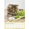 Katten - Curious Cats A3 Kalender 2020