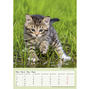 Katten - Curious Cats A3 Kalender 2020