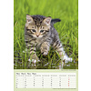 Katzen - Tatzentiger A3 Kalender 2020