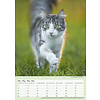 Katten - Curious Cats A3 Kalender 2020