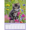 Katten - Curious Cats A3 Kalender 2020