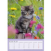 Katzen - Tatzentiger A3 Kalender 2020