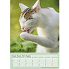 Katten - Curious Cats A3 Kalender 2020