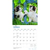 I Love Kittens Kalender 2020